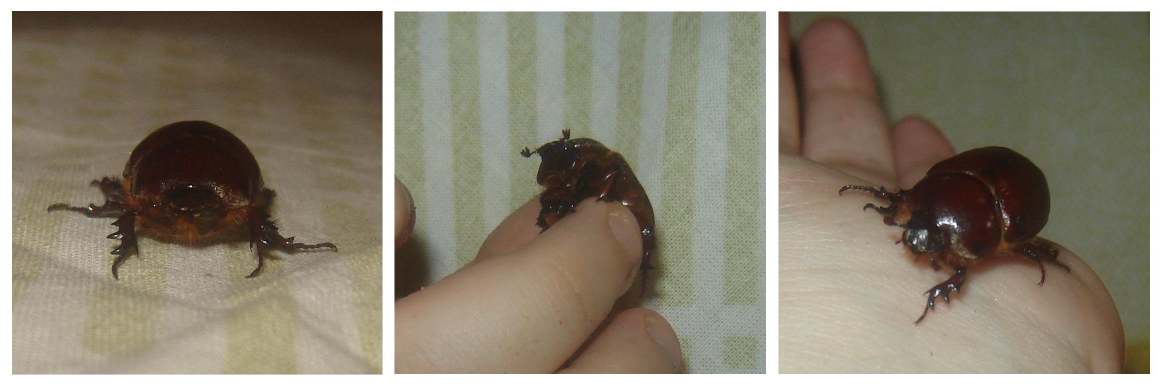 Ditemi che non ho fatto quello che penso (Phyllognathus sp.)